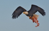 eagle with fish